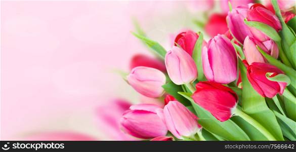 bouquet of fresh spring pink tulips on bokeh background banner. spring pink tulips bouquet