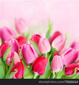 bouquet of fresh spring pink tulips on bokeh background. spring pink tulips bouquet