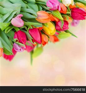 bouquet of fresh spring tulips on bokeh background