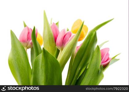Bouquet of fresh tulips. Isolate on white background.