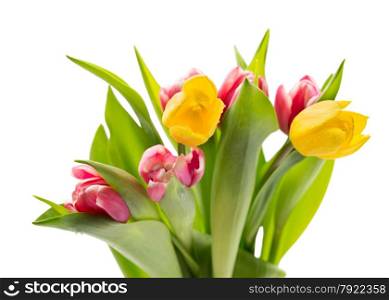 Bouquet of fresh tulips. Isolate on white background