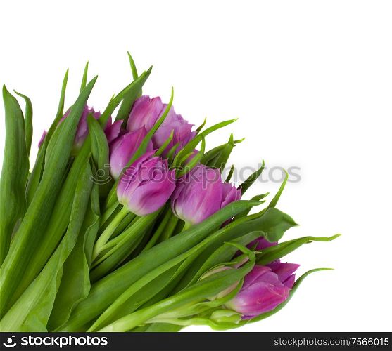 bouquet of fresh tulips isolated on white background