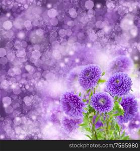 bouquet of fresh violet aster flowers on violet bokeh background