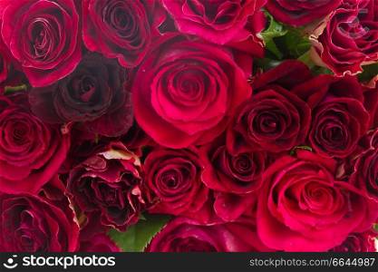 Bouquet  of fresh vivd red and pink roses background. pile of red roses