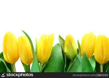 bouquet of fresh yellow tulips in vase