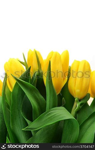bouquet of fresh yellow tulips in vase