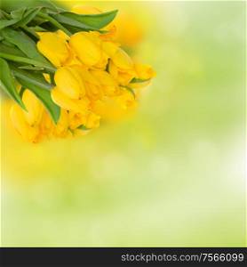 bouquet of fresh yellow tulips on green background