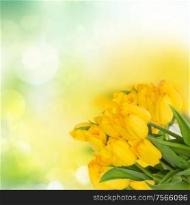 bouquet of fresh yellow tulips on green bokeh background. yellow tulips bouquet