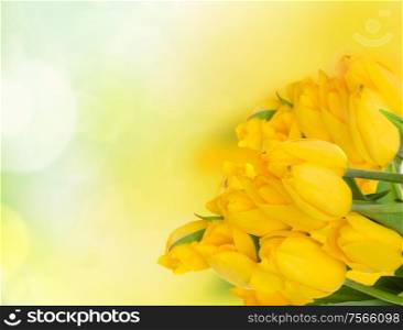 bouquet of fresh yellow tulips on green bokeh background. yellow tulips bouquet