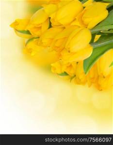 bouquet of fresh yellow tulips on white background