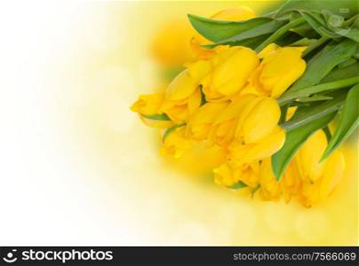 bouquet of fresh yellow tulips on white background. yellow tulips bouquet