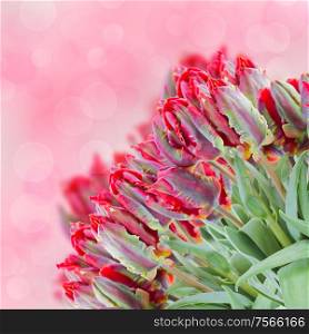 bouquet of freshr red tulips on bokeh background