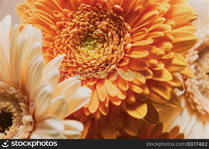 Bouquet of gerberas on a white background