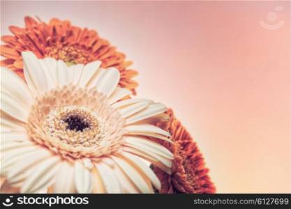 Bouquet of gerberas on a white background