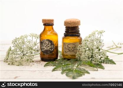 Bouquet of hemlock flowers with a vial of poison. Toxic herbs concept. Hemlock flower bouquet with a vial of poison