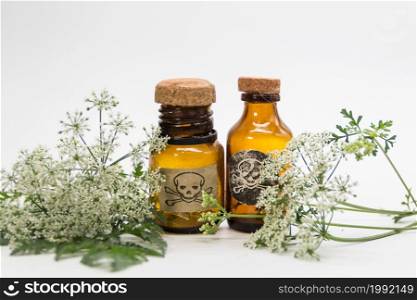 Bouquet of hemlock flowers with a vial of poison. Toxic herbs concept. Hemlock flower bouquet with a vial of poison