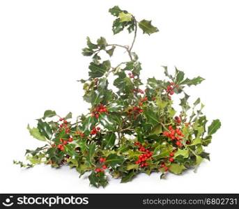 bouquet of holly in front of white background