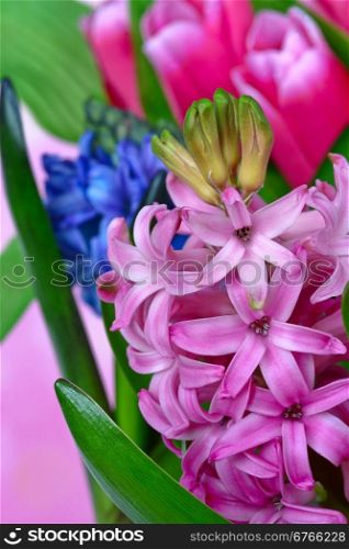 Bouquet of hyacinths and tulips closeup
