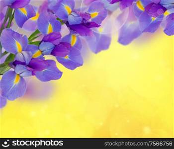 bouquet of irises on bright golden bokeh background. bouquet of irises