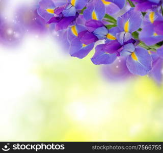 bouquet of irises on green garden bokeh background. bouquet of irises