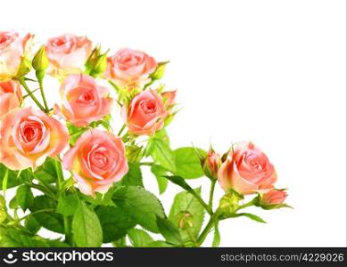 Bouquet of light pink roses with green leafes. Isolated on white background. Close-up. Studio photography.