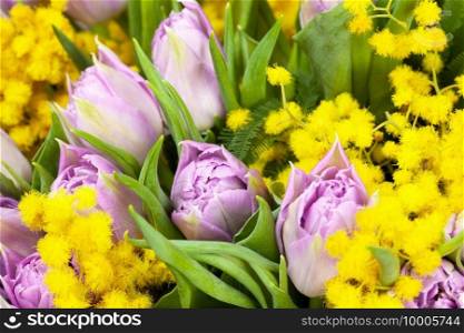 Bouquet of lilac tulips and yellow mimosas, macro, side view, closeup. March 8, February 14, birthday, Valentine"s, Mother"s, Women"s day celebration, spring concept. For greeting card or wallpaper.
