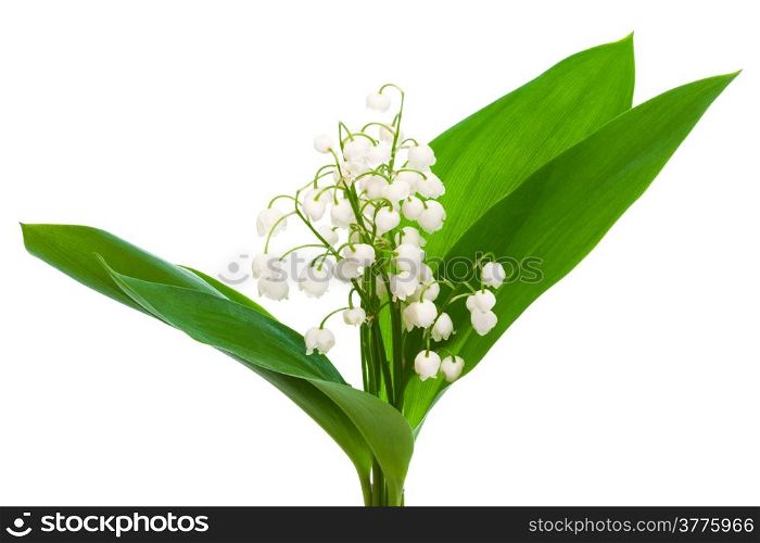 bouquet of lily of the valley on a white background