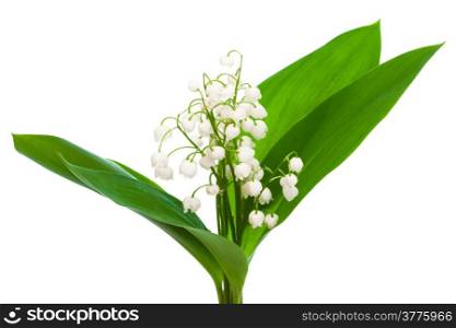 bouquet of lily of the valley on a white background