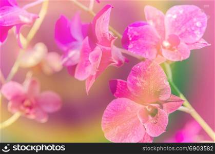 bouquet of magenta orchids with overcast effect. style vintage