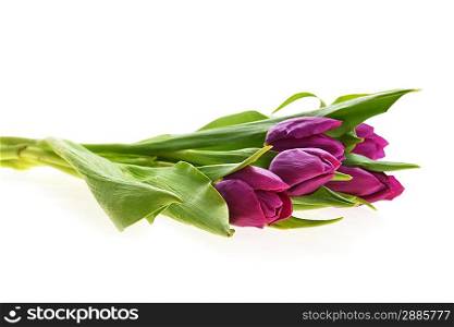 bouquet of many beautiful purple tulips