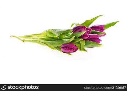 bouquet of many beautiful purple tulips