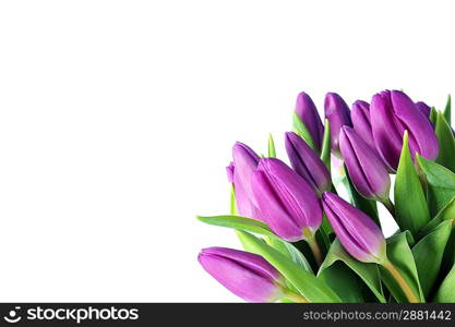 bouquet of many beautiful violet tulips