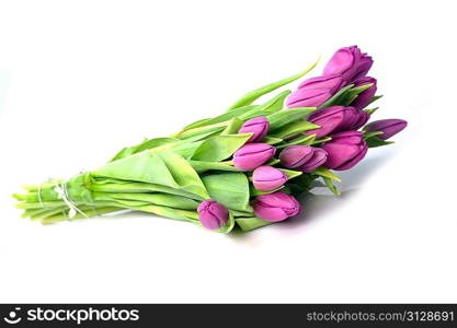 bouquet of many beautiful violet tulips