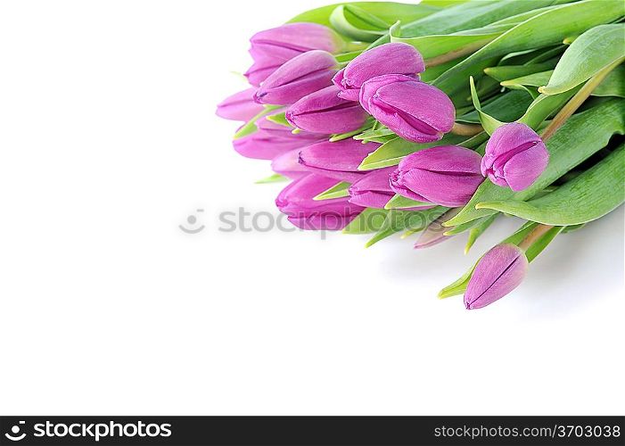 bouquet of many beautiful violet tulips