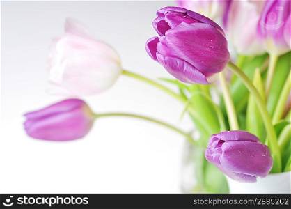 bouquet of many pink and violet tulips