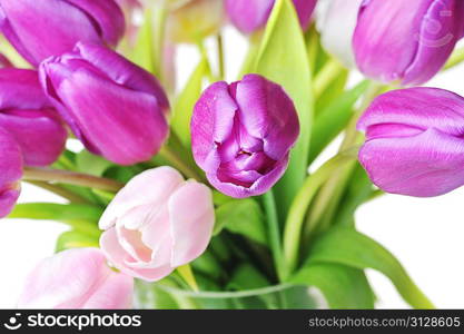 bouquet of many pink and violet tulips