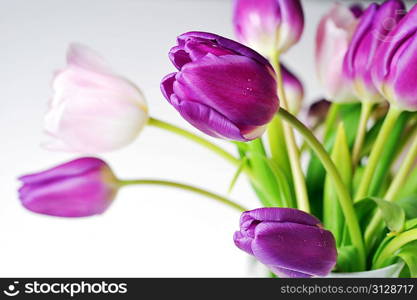 bouquet of many pink and violet tulips