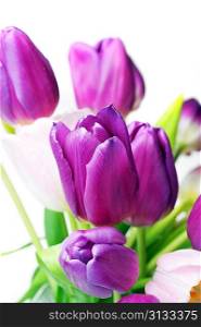 bouquet of many pink and violet tulips