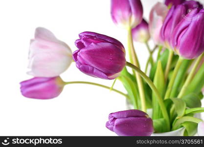 bouquet of many pink and violet tulips