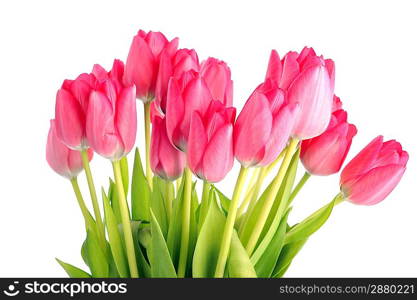 bouquet of many red tulips