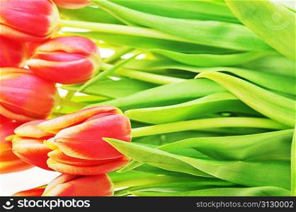bouquet of many red tulips