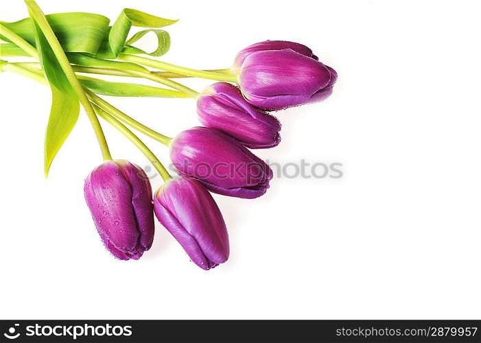 bouquet of many violet tulips close up