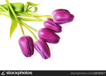 bouquet of many violet tulips close up