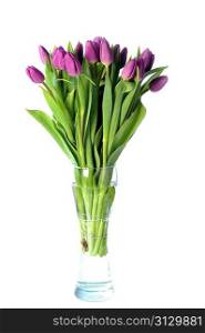 bouquet of many violet tulips in glass vase