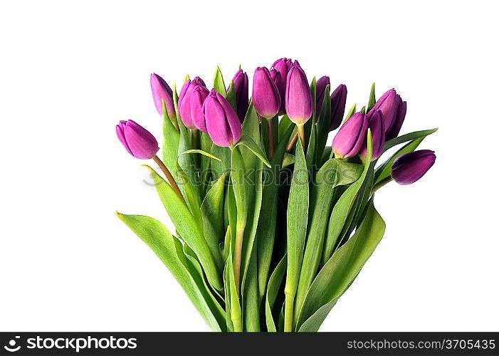 bouquet of many violet tulips in glass vase