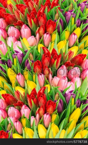 bouquet of multicolor tulips. fresh spring flowers with water drops. floral background. springtime