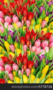 bouquet of multicolor tulips. fresh spring flowers with water drops. floral background. springtime