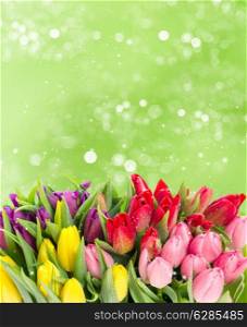 bouquet of multicolor tulips over blurred green background. fresh spring flowers with water drops