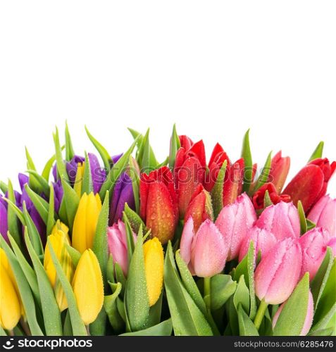 bouquet of multicolor tulips over white background. fresh spring flowers with water drops