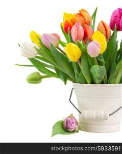 bouquet of multicolored fresh tulip flowers in white pot close up isolated on white background. bouquet of multicolored tulip flowers in white pot